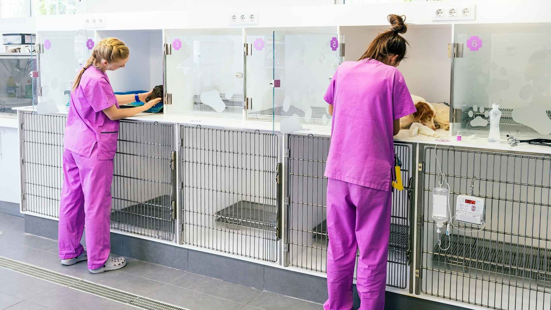 perros hospitalizados